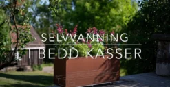 BEDD Innlegg for selvvanning