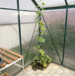 Tomatspiral
