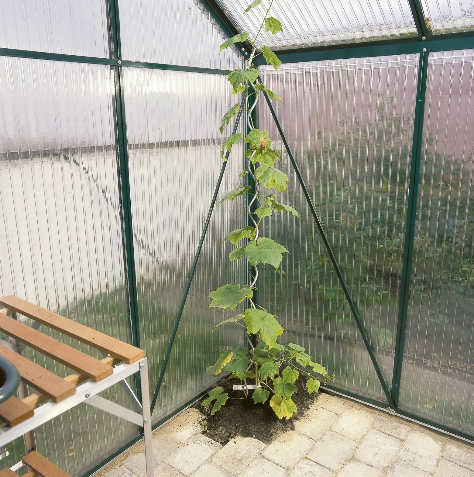 Tomatspiral